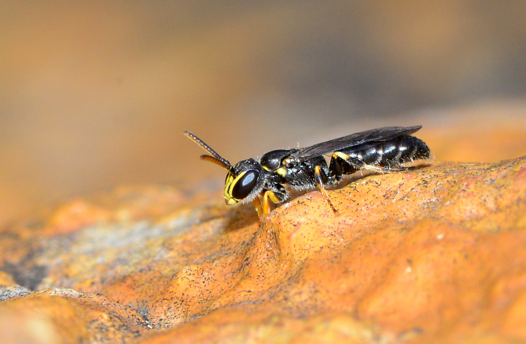 What we don’t know about insects can hurt us