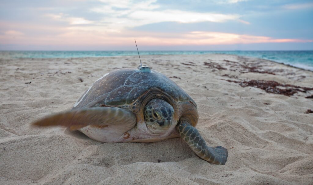 A 3-limbed Kemp’s ridley sea turtle is now being tracked at sea by satellite