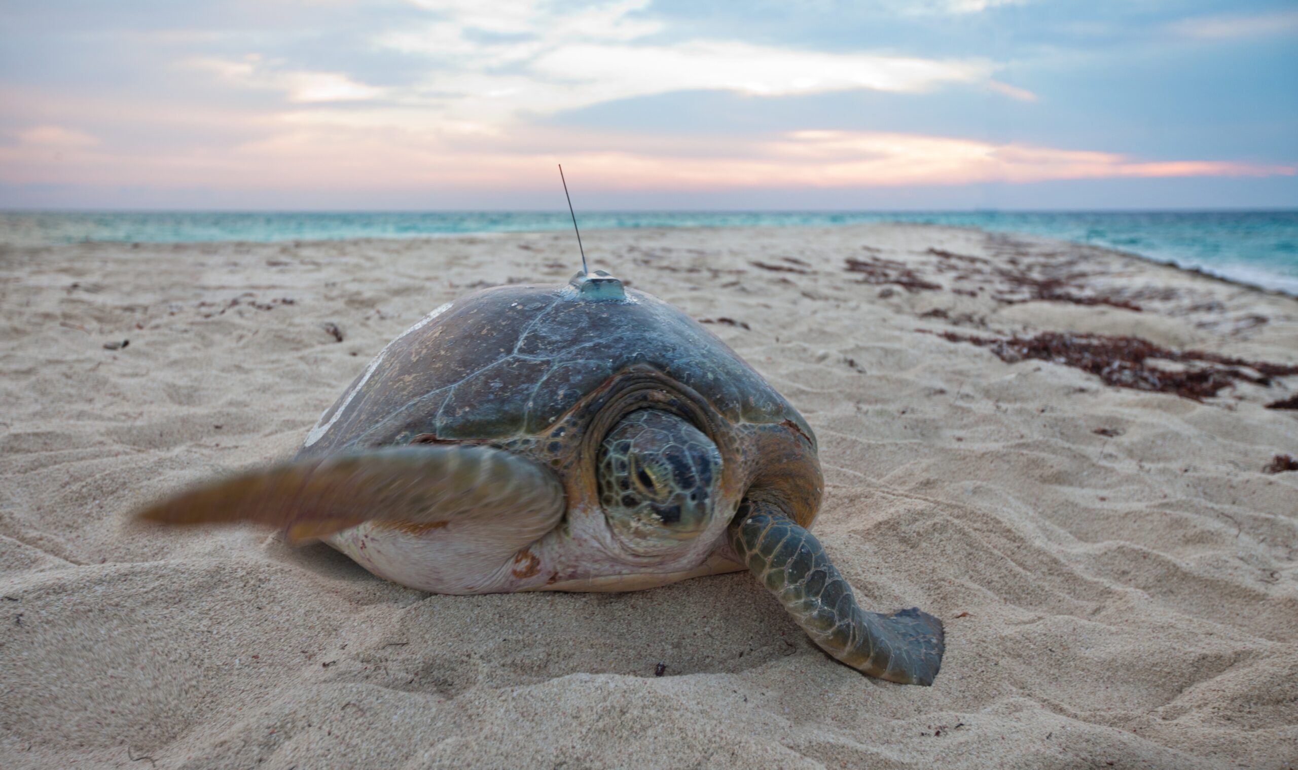A 3-limbed Kemp’s ridley sea turtle is now being tracked at sea by satellite