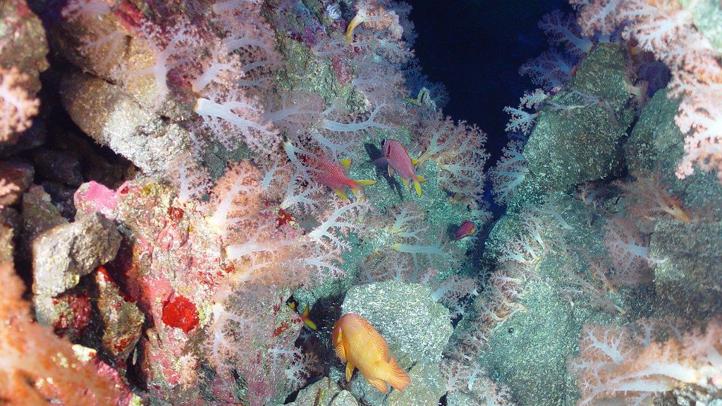 The Dawn of Life: 6 Mind-Blowing Theories on Earth's First Organisms