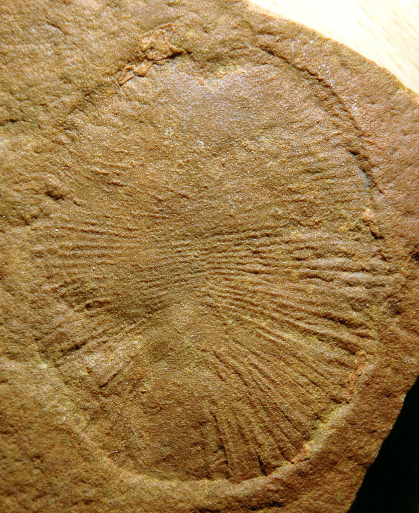 New Study Published in Geology: Dating Ediacaran Fossils in Newfoundland