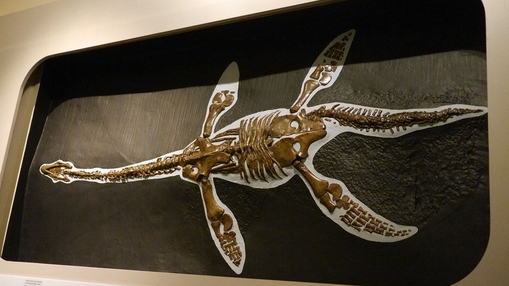 Secrets of the Deep: 9 Ancient Marine Reptiles That Ruled Prehistoric Oceans