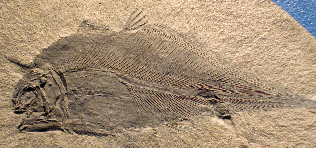 Oldest known bony fish fossils uncover early vertebrate evolution