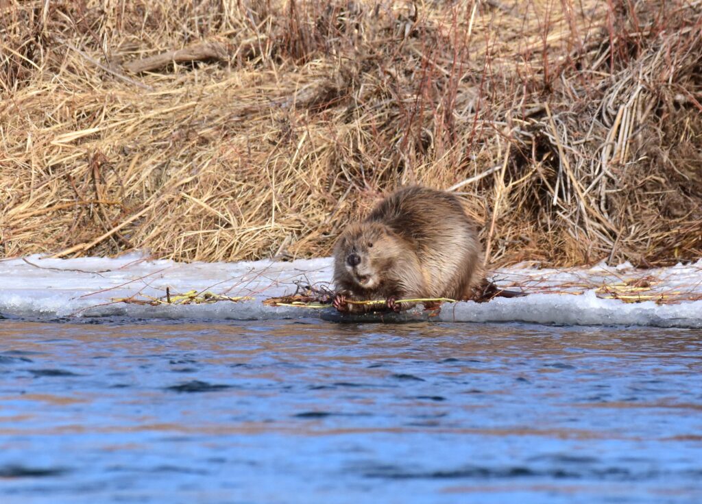 Local wildlife sanctuary goes viral on social media with 'eager beaver'