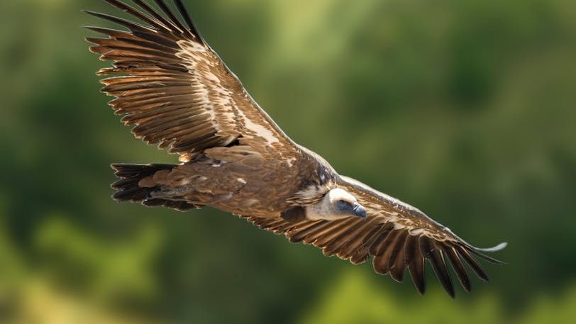 10 Mindblowing Facts About The Griffon Vulture: A Living Dinosaur in The Skies
