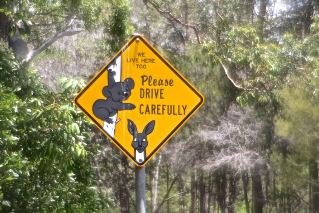 Koala on the road? AI signs could alert drivers in real time