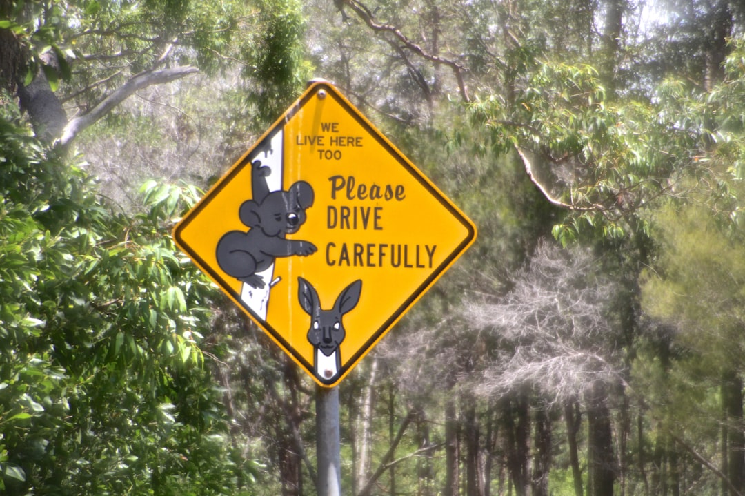 Koala on the road? AI signs could alert drivers in real time
