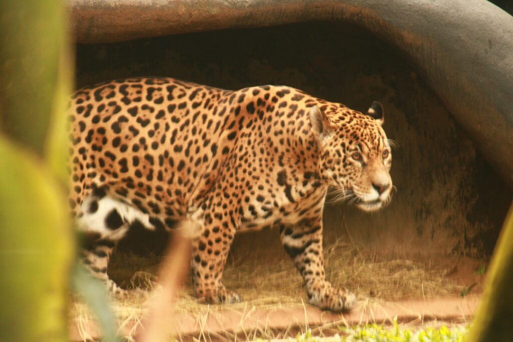 Lab-made jaguar: Is cloning a solution to extinction?