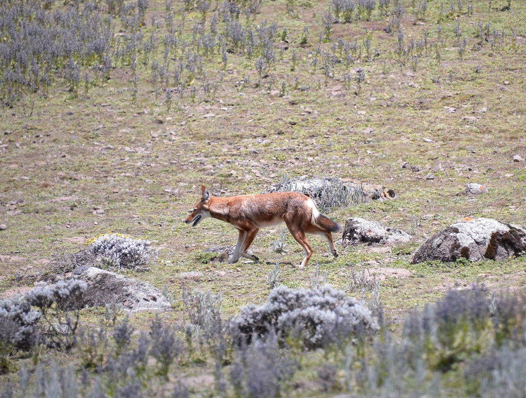 Ethiopian wolves may moonlight as pollinators