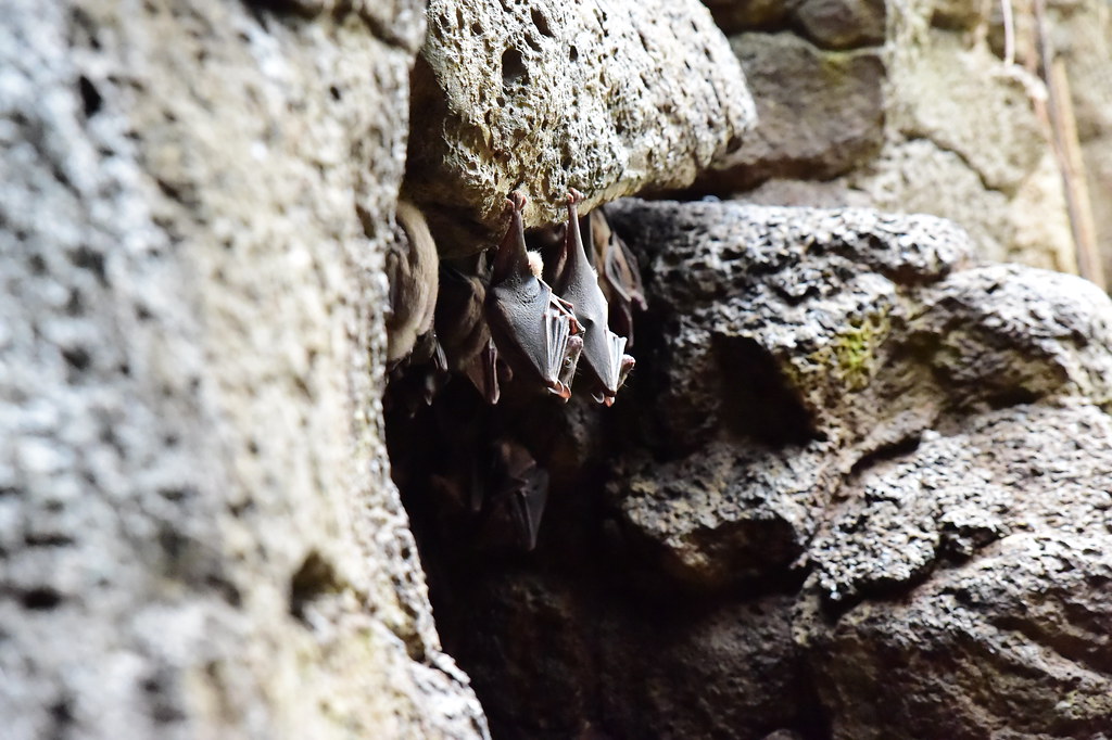 Rock climbers collaborate with bat biologists to find roosts
