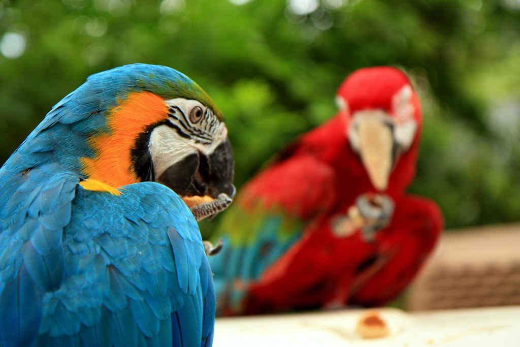 Open-air markets: hotspots for a lethal virus infecting macaws and parrots