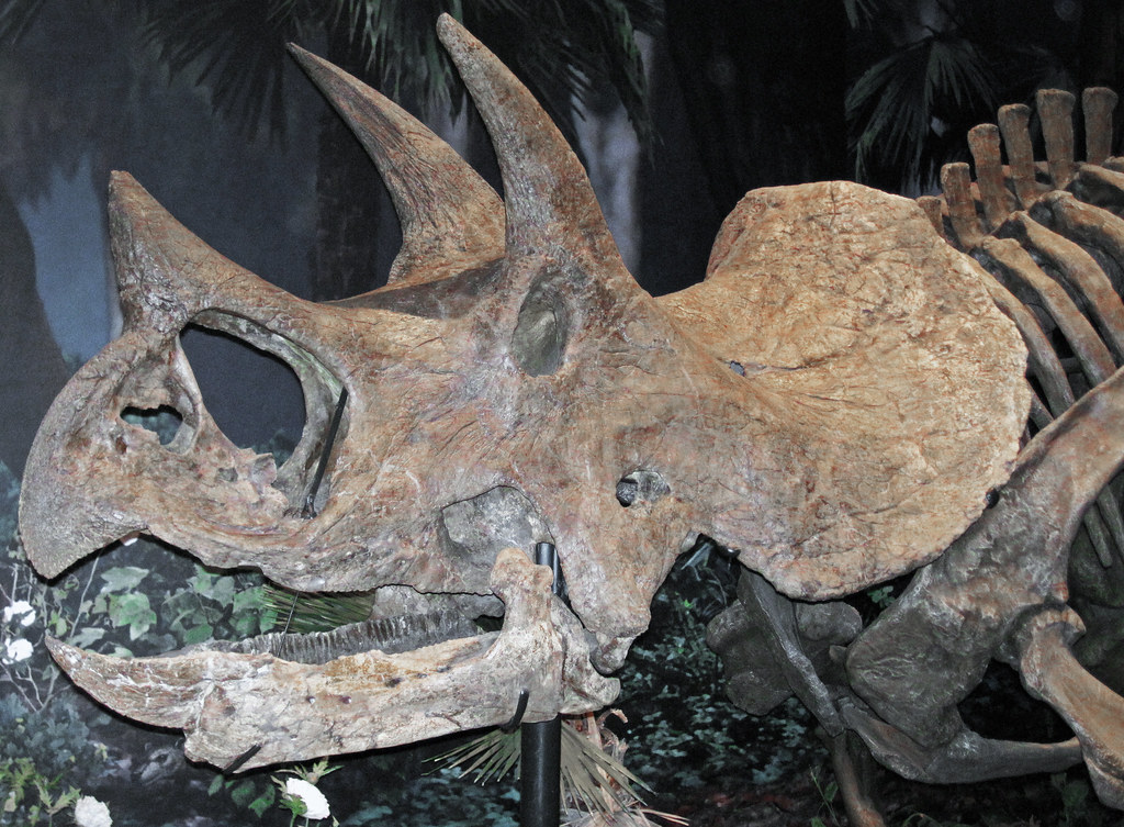 March 12, 2026 | Triceratops Nasal Cavity Study