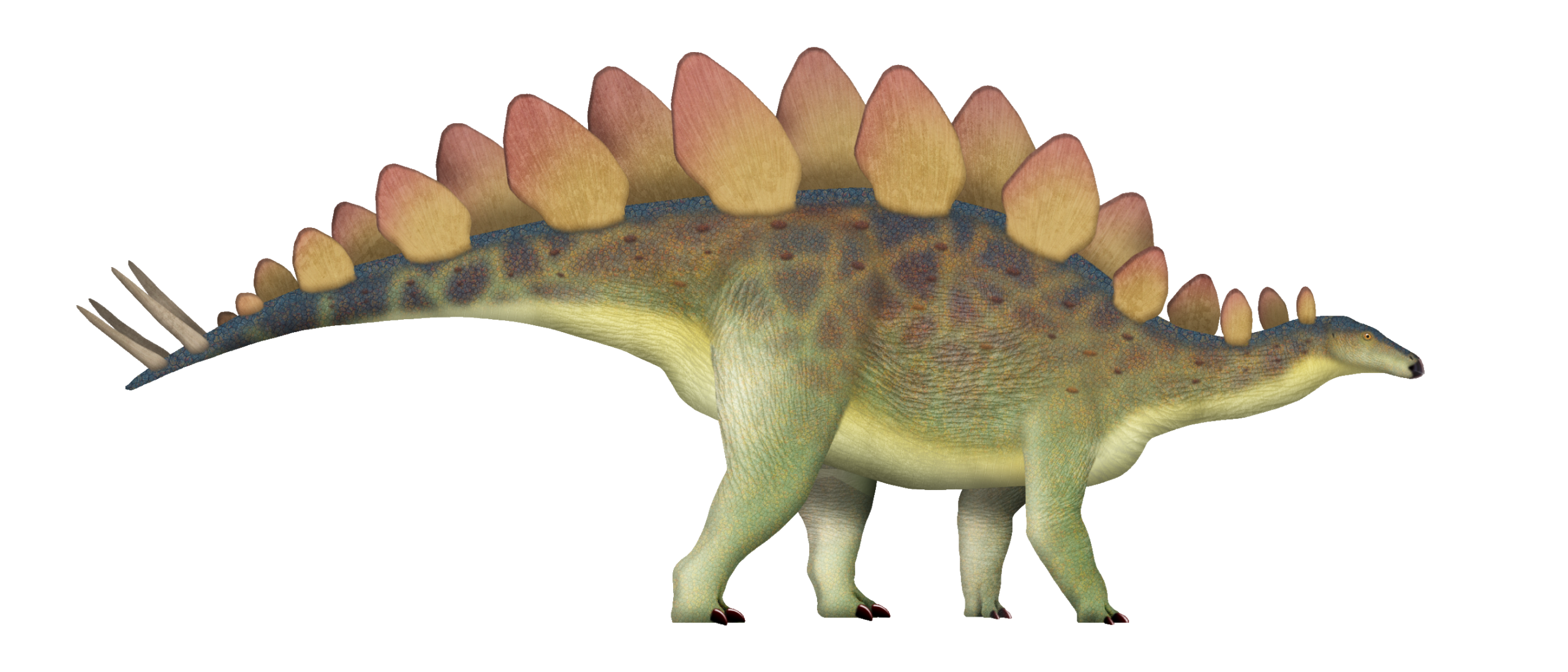 Yanbeilong is one of the most recent stegosaurians