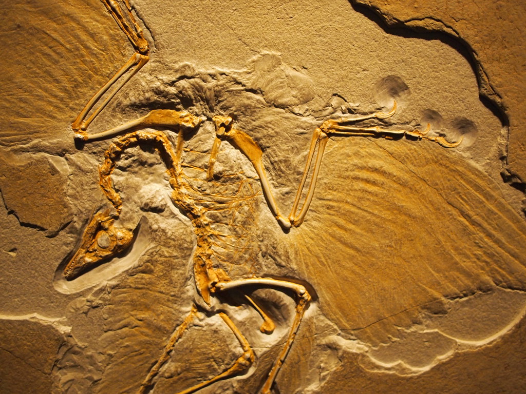 Archaeopteryx, one of the world's first proto birds, has a set of weird, never-before-seen features, new study reveals