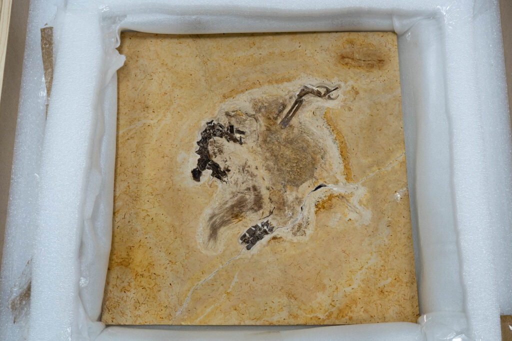 Ubirajara jubatus: The Shoulder-Ribboned Showstopper From Brazil