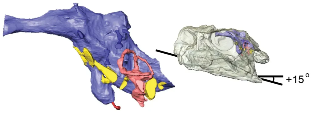 Our Understanding of Dinosaur Intelligence Is Rapidly Evolving
