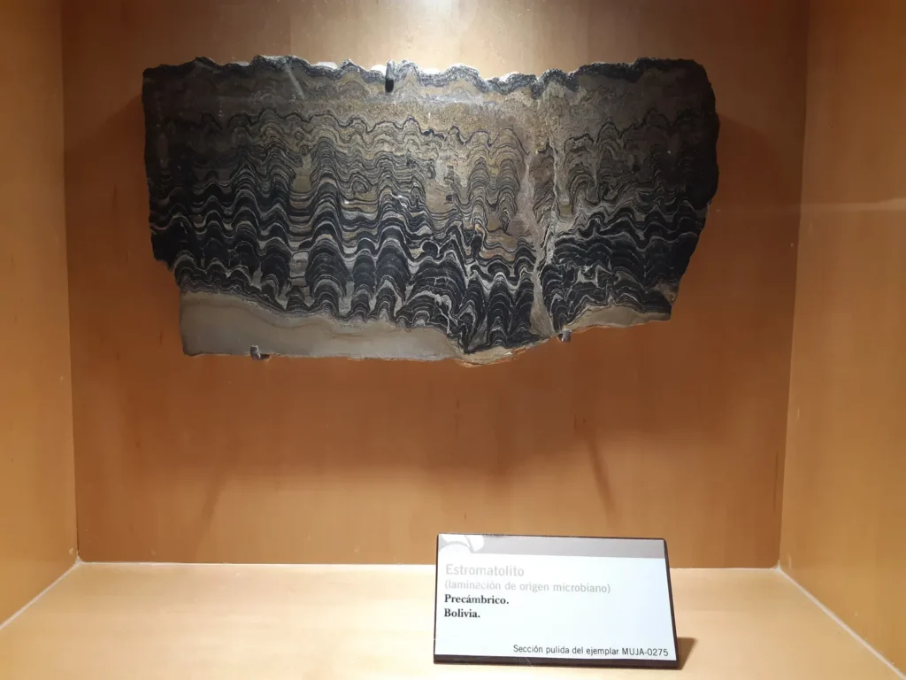 12 Amazing Facts About the Earliest Forms of Life on Prehistoric Earth