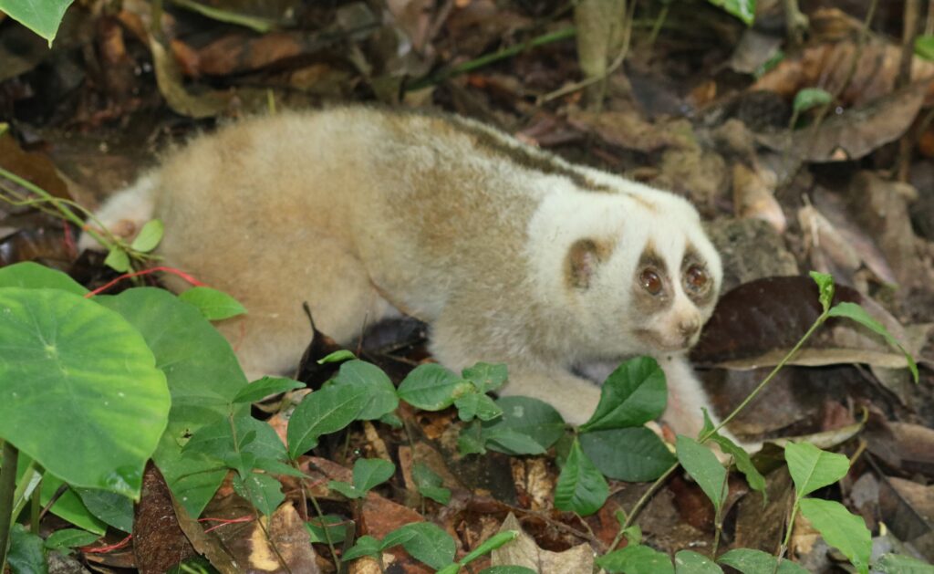Big Eyes Mask a Venomous Reality