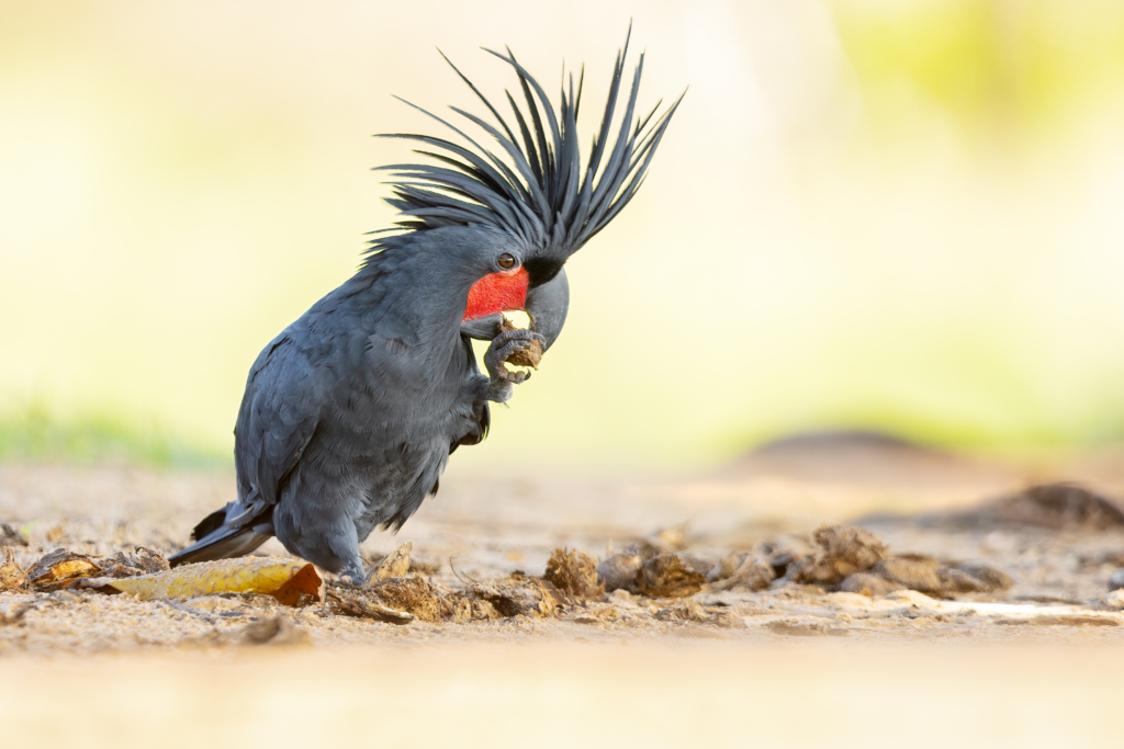 The Majestic Palm Cockatoo Faces Uncertain Future