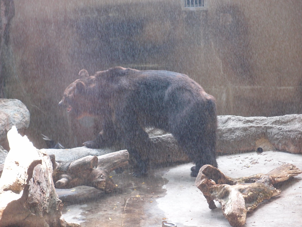 Two Bears and a Tiger Relocated from Argentina's Shuttered Zoo Luján