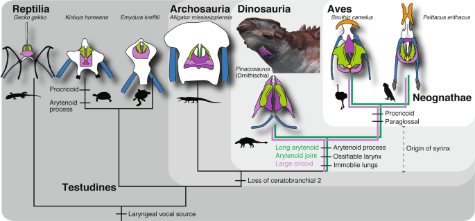 What Fossils Actually Tell You About Dinosaur Voices