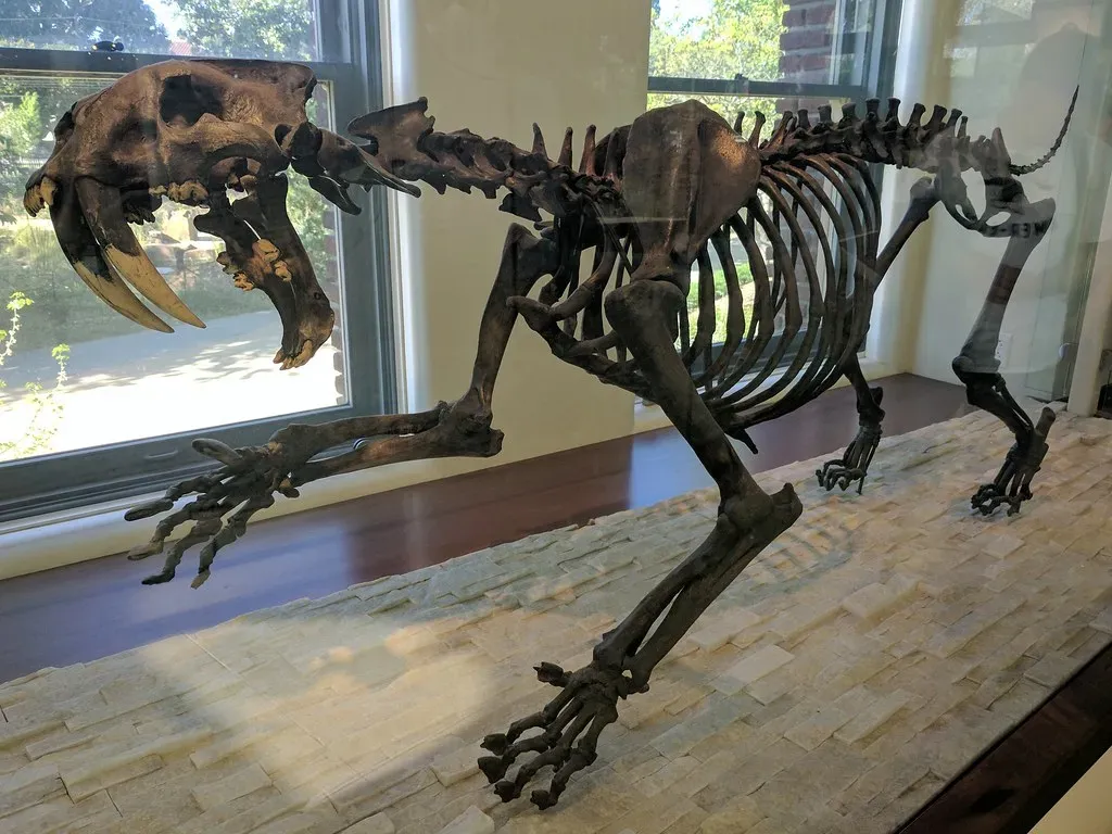 Prehistoric North America Was Home to a Diverse Array of Saber-Toothed Cats