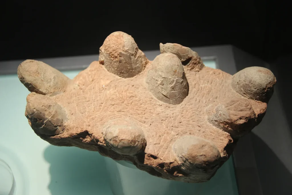 10 Surprising Facts About Dinosaur Eggs That Will Astound You