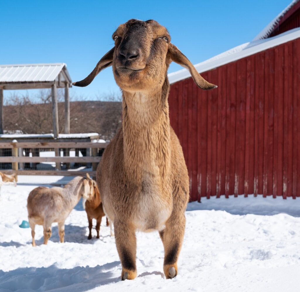 A World Without Grass or Sky