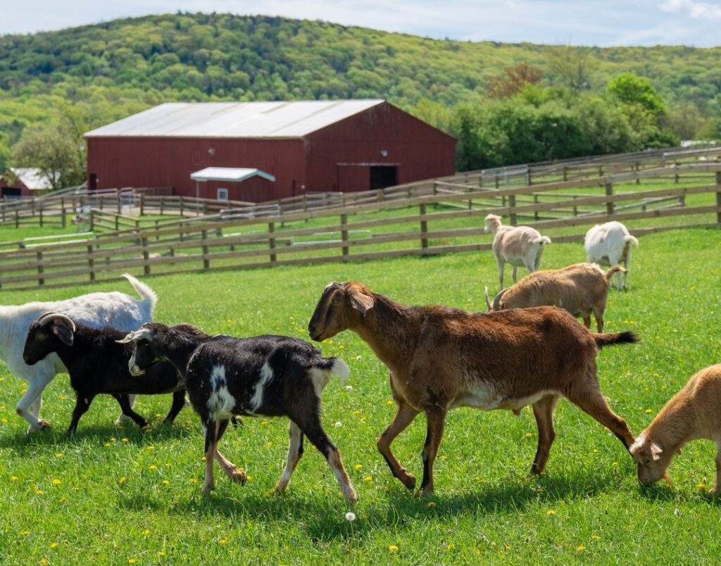 Embracing Pasture Freedom