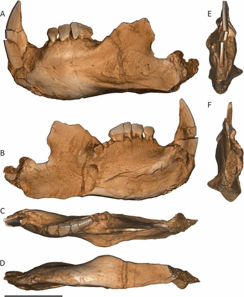 7. A Student's Beach Walk Discovered a 145-Million-Year-Old Mystery Species