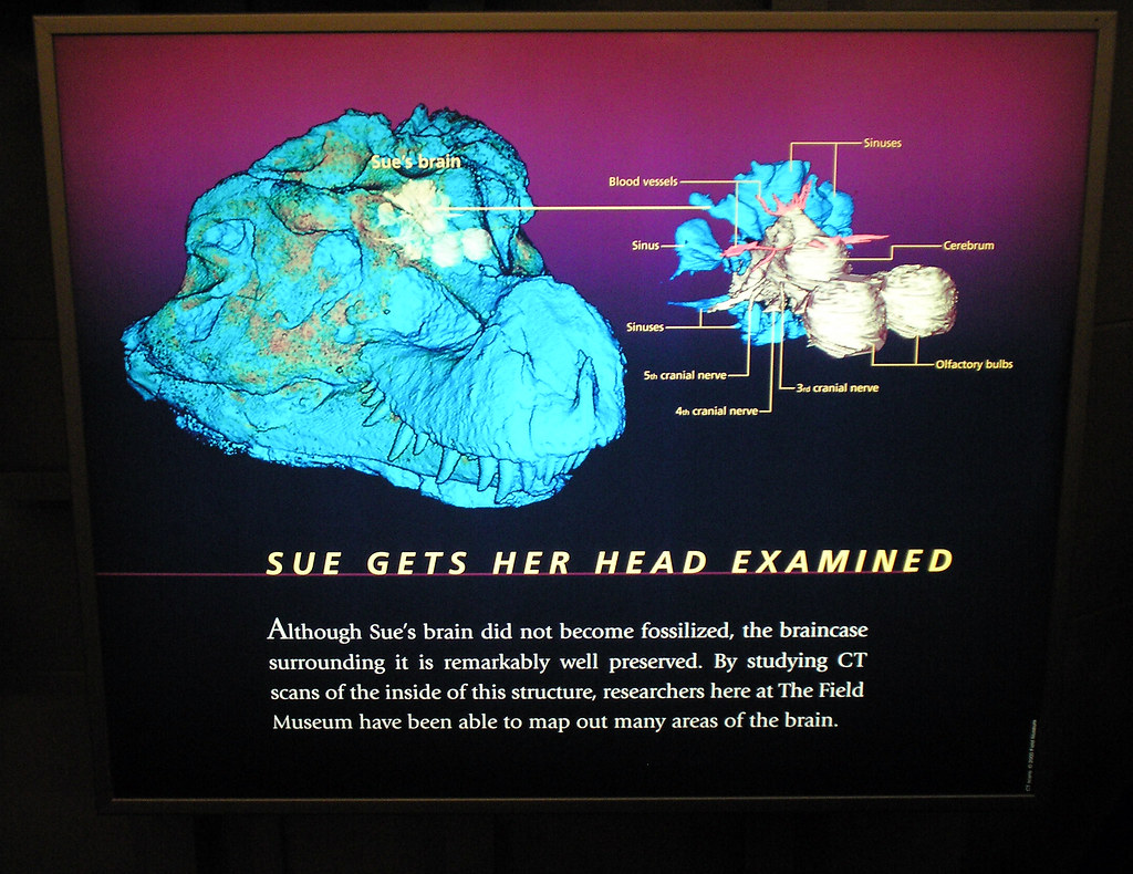 6. CT Scanning Fossils: Seeing Inside the Past Without Breaking It