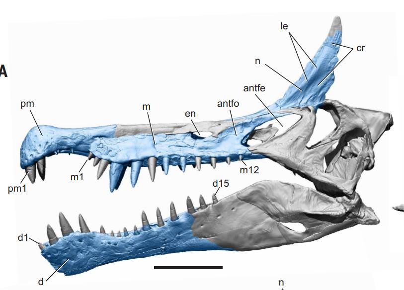 A New Spinosaurus Species Surfaces From the Sahara