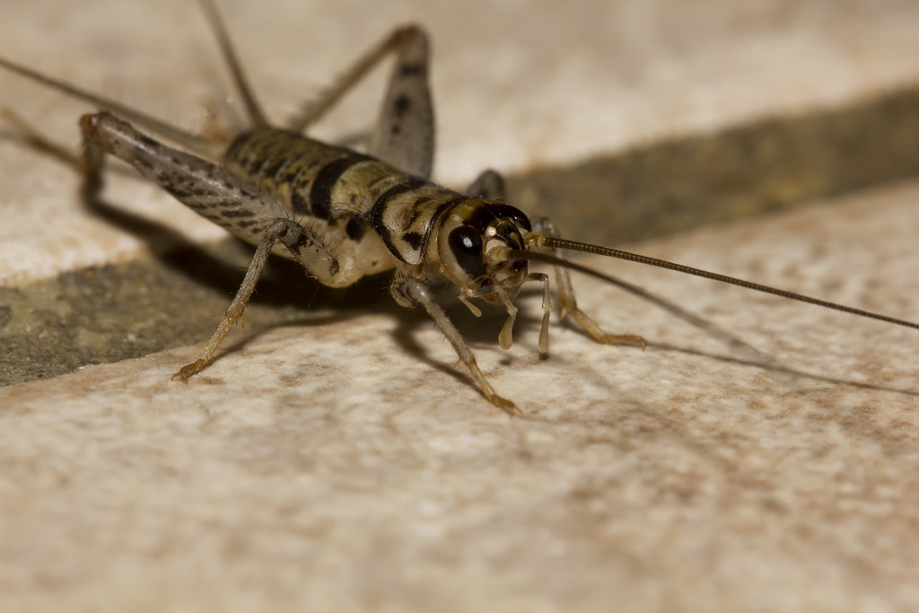 Starvation Endurance in Feeder Crickets Reaches Up to Two Weeks