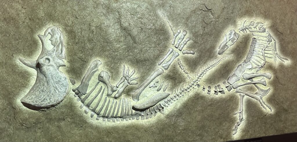 The "Dueling Dinosaurs": Nature's Most Jaw-Dropping Fossil Discovery