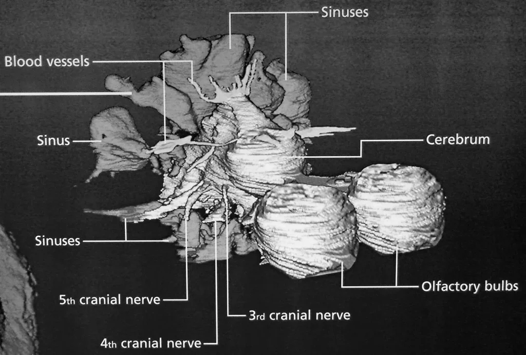 Unraveling the Secrets of Dinosaur Brains: What We Know About Their Intelligence