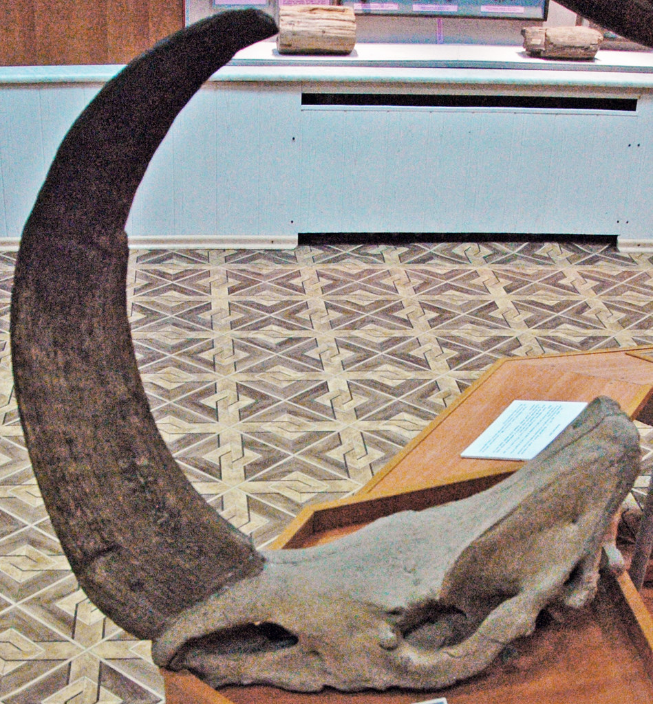 7. Medieval European Civilizations: Dragon Skulls and Cathedral Relics 