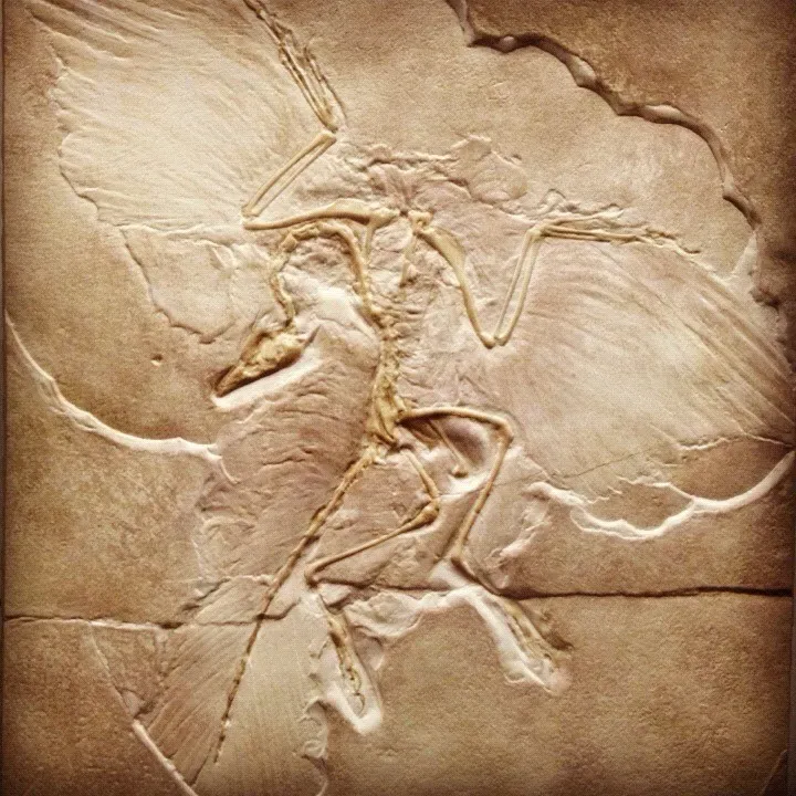 Which Zodiac Sign Possesses the Ancient Wisdom of the Archaeopteryx?