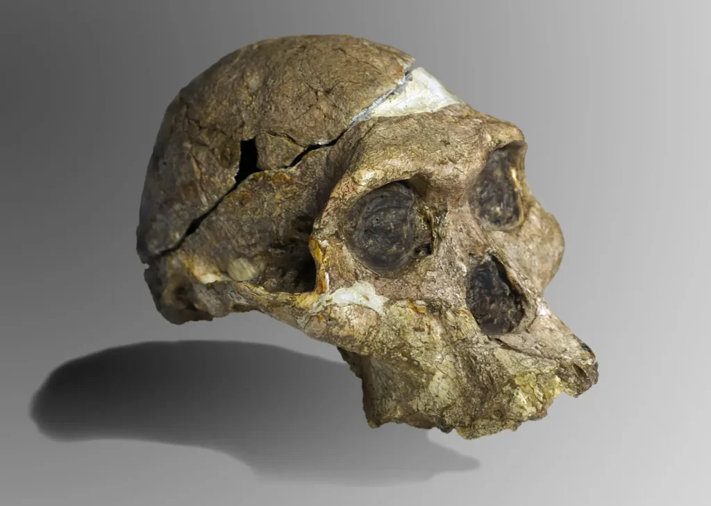 9 Astonishing Fossils That Reveal the Daily Lives of Ancient Humans