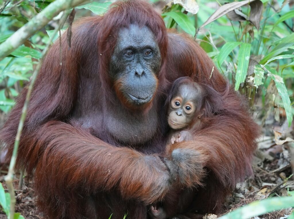 5. Its Closest Living Relative Is the Orangutan