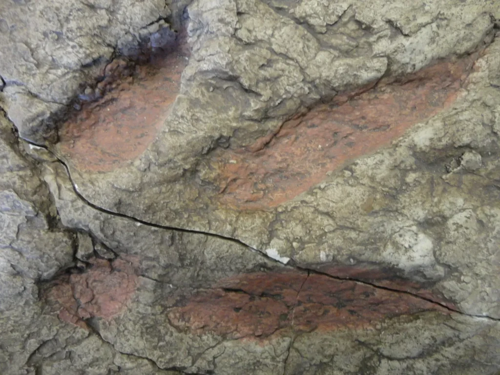 Dinosaur Footprints: A Glimpse into Prehistoric Life on Ancient Earth