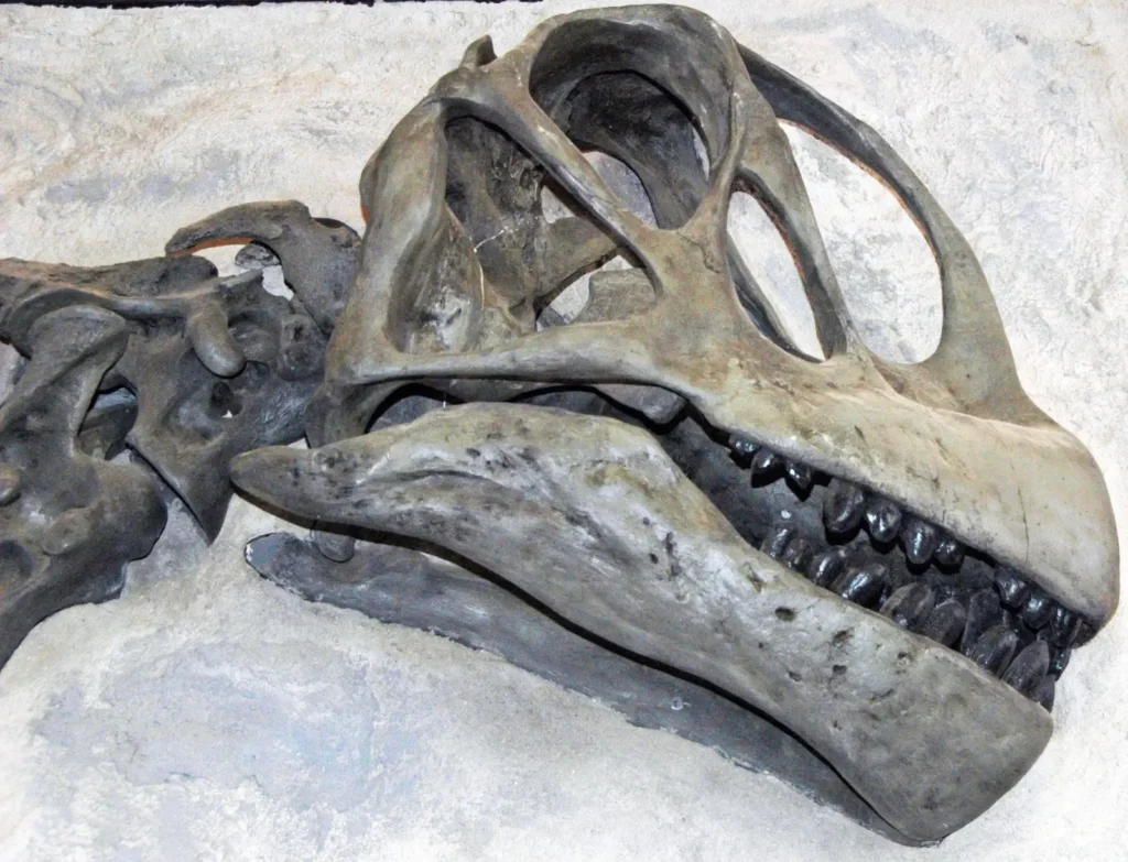 Decoding Dinosaur Diets: What Ancient Evidence Reveals About Their Meals