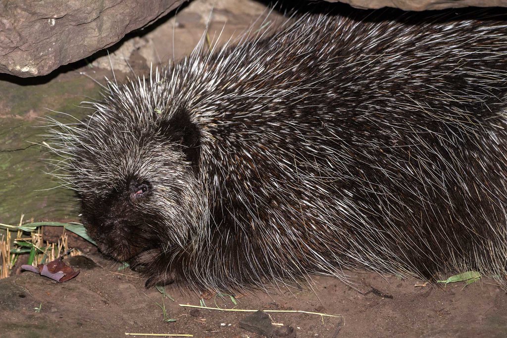 A Shocking Arrival Demands Swift Intervention