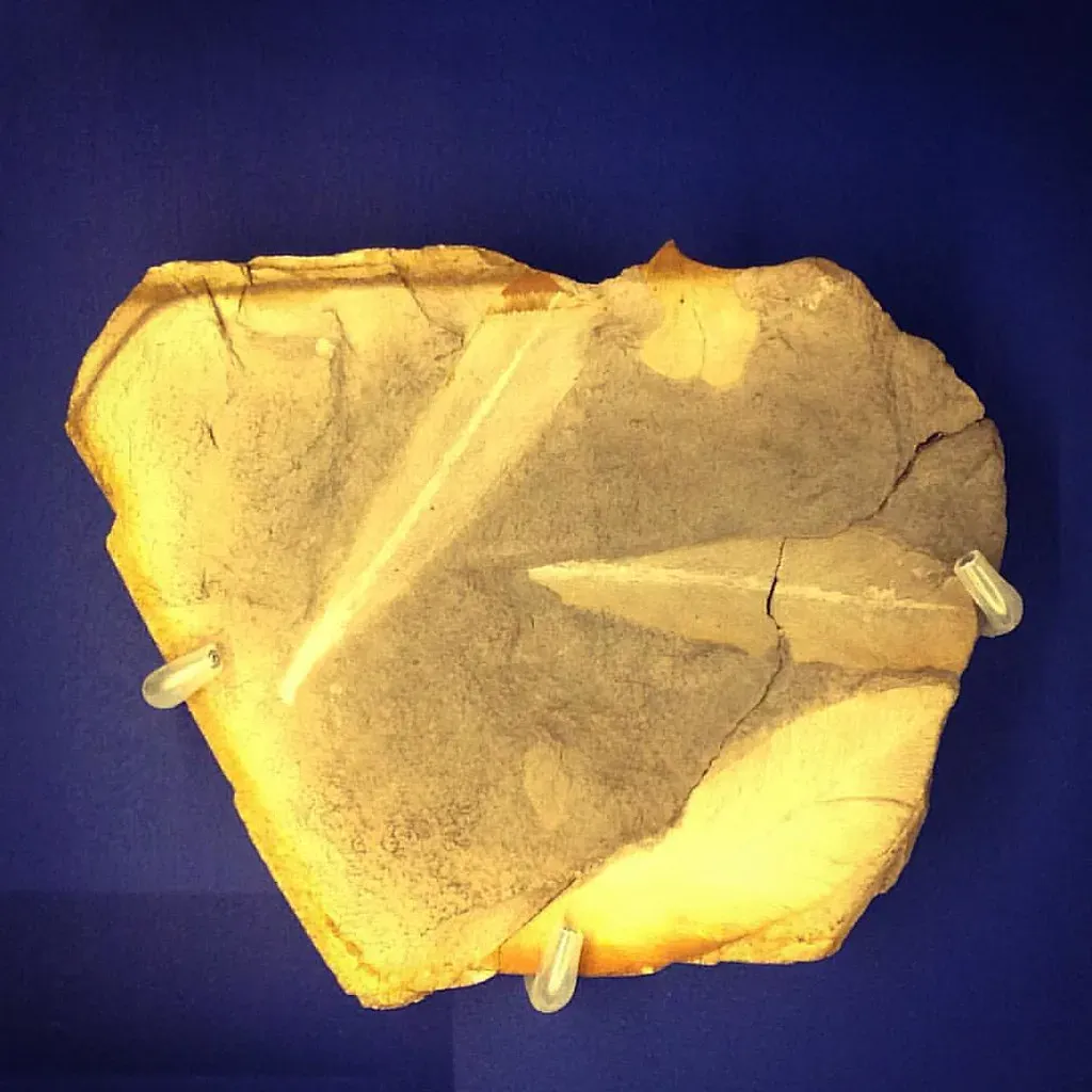 7 Incredible Fossils That Preserve Ancient Plants and Their Secrets