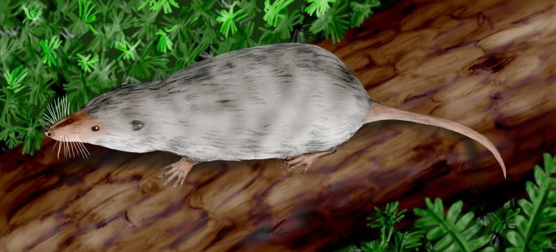 More Diverse Than You Think: A Hidden World of Mesozoic Mammals