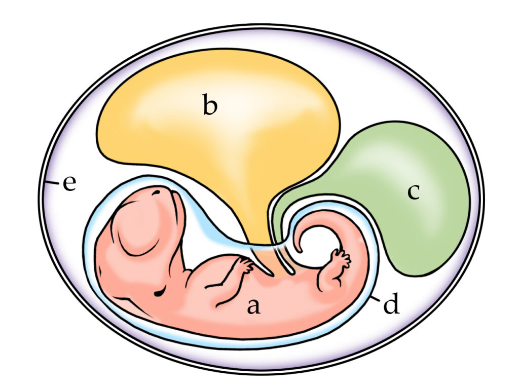 1. The Amniotic Egg: Nature's Original Portable Ocean 