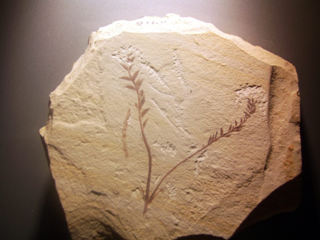 9. Early Angiosperm Fossils: The Rise of the Flowering Plants