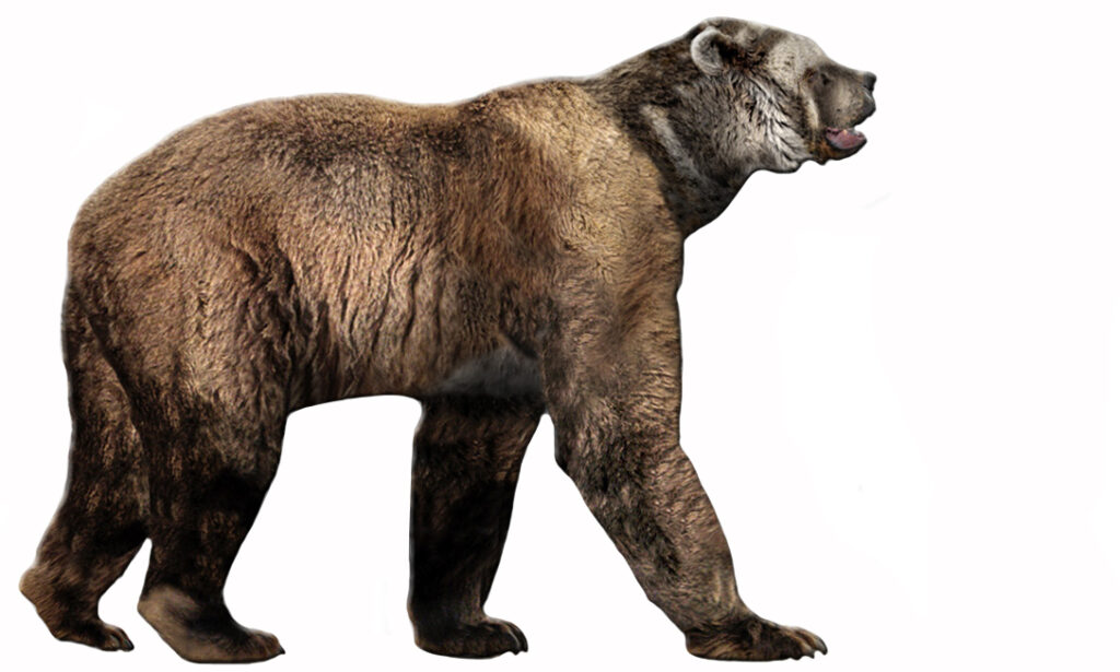4. The Giant Short-Faced Bear (Arctodus simus): The Fastest Bear That Ever Lived 