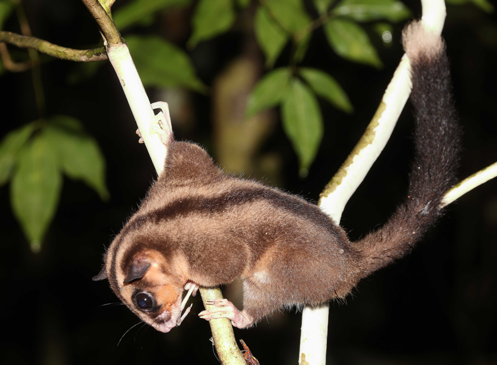 A Groundbreaking Double Discovery