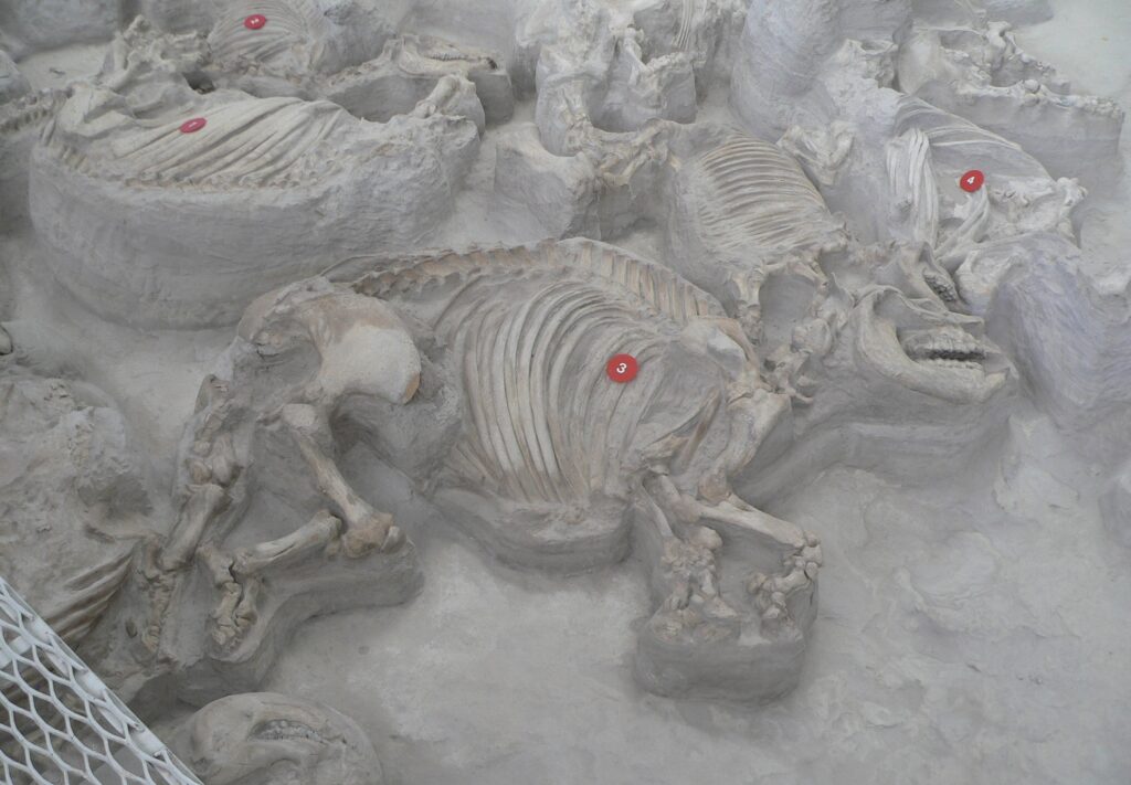 2. Ashfall Fossil Beds State Historical Park, Nebraska: A Volcanic Graveyard Frozen in Time