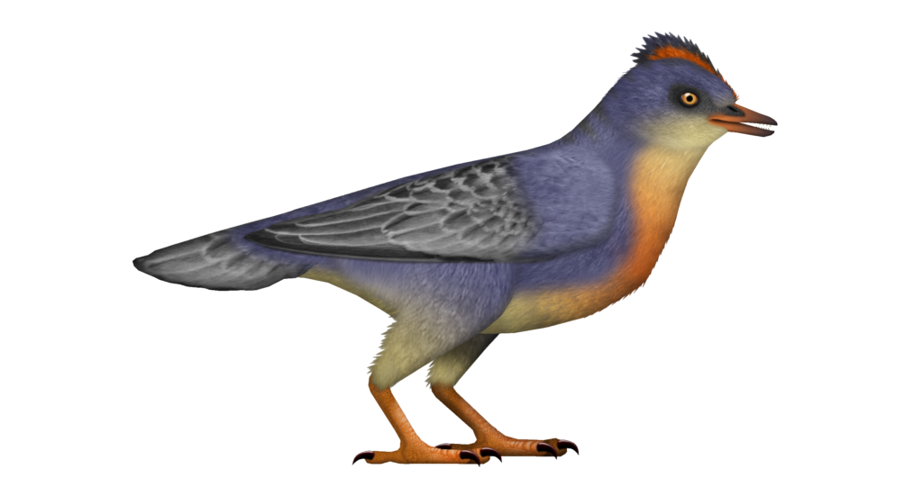 2. Baminornis: The Second Jurassic Bird That Rewrote Bird Evolution